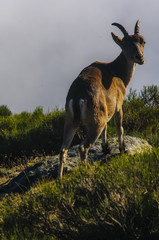 Ibex, spain, male, female, puppies