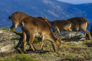 Ibex, spain, male, female, puppies