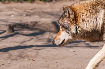 Portrait of a wolf in the zoo
