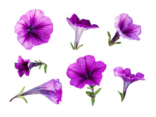 Set of purple petunia flowers