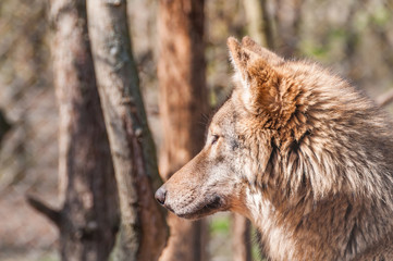 Portrait of a wolf in the zoo