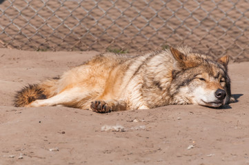 Lazy wolf resting in the zoo