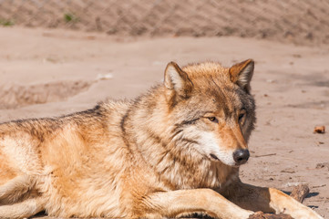 Lazy wolf resting in the zoo