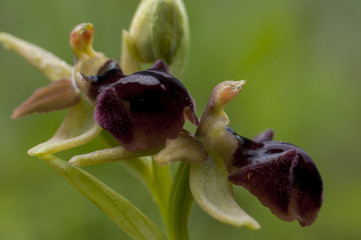 Orphrys sphegodes, flower, details