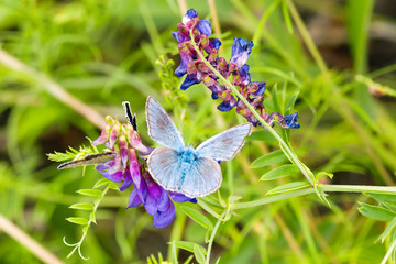 Butterfly on a flower in the wild 