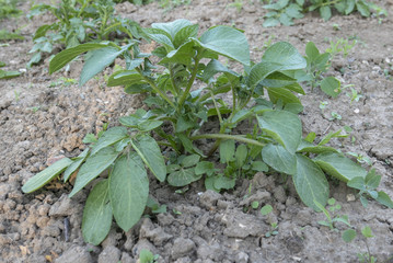 Plant de pomme de terre