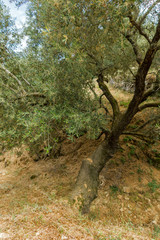 Fototapeta premium Olive forest in Zakynthos, Ionian island, Greece