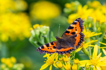 Small tortoiseshell (Aglais urticae)