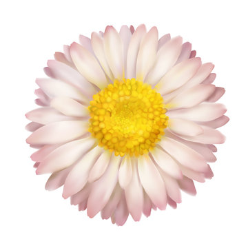Daisy flower isolated, vector illustration. Photo realistic icon. Top view isolated on white background
