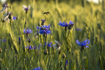 Blue cornflowers in the meadow