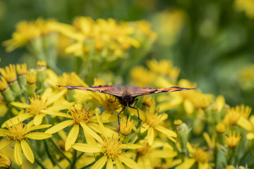 Small tortoiseshell (Aglais urticae)