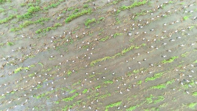 4K resolution : Anastomus oscitans, flock of birds feeding in rice field. Aerial view from flying drone.