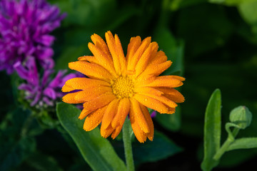 Pot marigold (Calendula officinalis)
