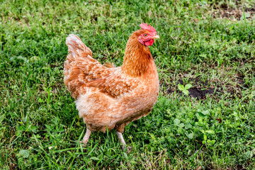 Brown chicken goes on the grass. Breeding chickens in a farm_