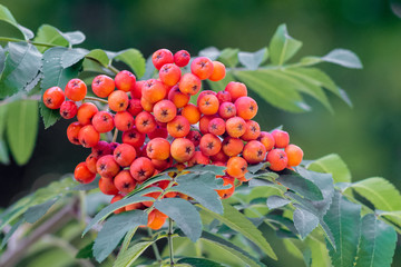 Rowan berries, Sorbus aucuparia. Cluster of red mountain ash on a tree among the green leaves. Edible berries loved by birds_