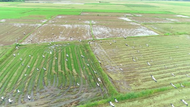 4K resolution : Anastomus oscitans, flock of birds feeding in rice field. Aerial view from flying drone.