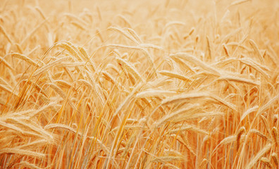 Wheat field Ears of golden wheat close up. Rural scenery under shining sunlight. Background of the ripening ears of the wheat field.  (agriculture, agronomy, industry concept)