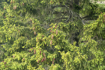 Fototapeta premium Bright summer landscape with pine tree in Bucegi, Carpathian mountains range