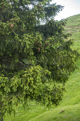 Fototapeta na wymiar Bright summer landscape with pine tree in Bucegi, Carpathian mountains range