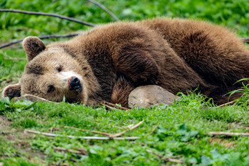 Grizzly bear in deep sleep