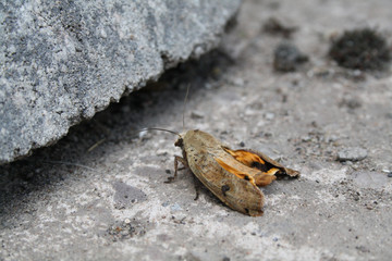 Large Yellow Underwing Moth