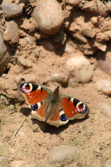 Peacock Butterfly Portrait