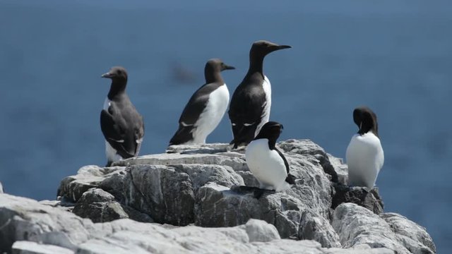 Guillemots on the Farne Islands, Northumberland
