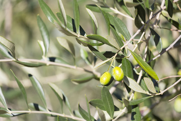 Branch of an olive tree with berries