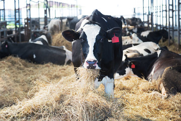 Cows on the farm eat hay © Shchipkova Elena