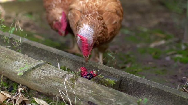 Mid-shot of two chickens eating blackberries in slow motion