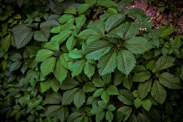 nature backgrounds no people leaf plant close-up ×reshness ×lush foliage springtime growth abstract organic summer ×