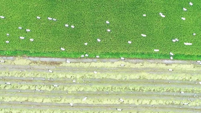4K resolution : Anastomus oscitans, flock of birds feeding in rice field. Aerial view from flying drone.