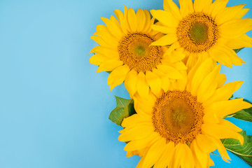 Bright big yellow sunflower bouquet on blue background. Flatlay style.