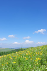 夏の霧ヶ峰高原