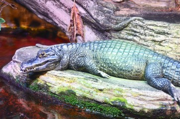 Yacare Caiman at Vancouver Aquarium in Stanley Park in Vancouver