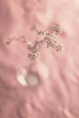 Gypsophila, pink background, selective focus