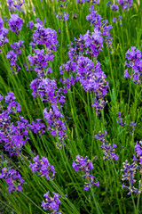 Obraz premium Lavender, precious ornamental plants, wild with lilac flowers, bluish, blue. Aroma and delicious perfumes.