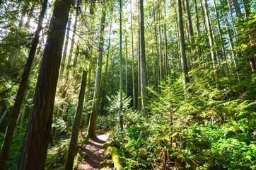 Obraz premium Lush Green Forests on Vancouver Island