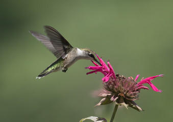 Fototapeta na wymiar Little Hummingbird 