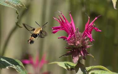 Hummingbird Moth