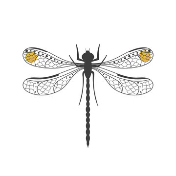 Black dragonfly isolated on white background