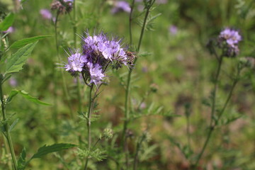 Bienenweide, Bienenfreund, Büschelschön oder Büschelblume