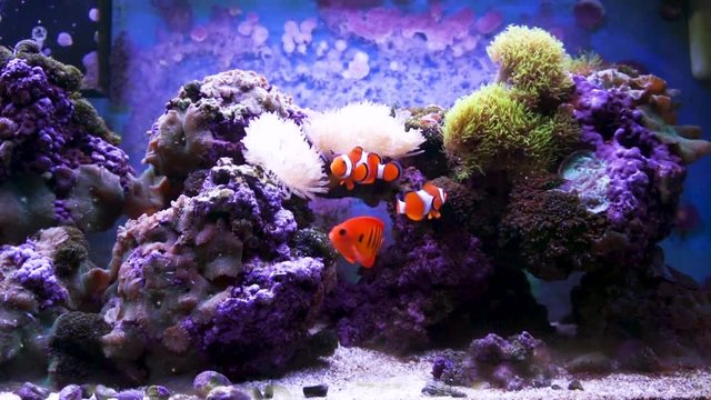 Clownfish and a flame angelfish swim in an aquarium