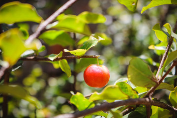 Acerola