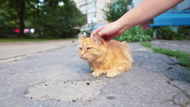 Male hand closeup petting homeless cat that resting on the road.