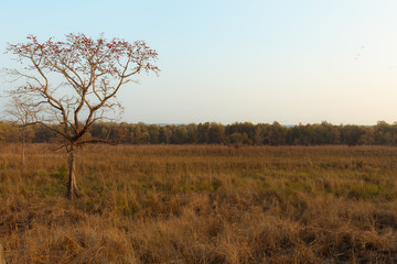 dry meadow in Africa