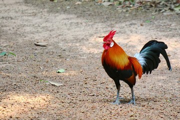 Beautiful Bantam male standing on the ground. Animal concept.