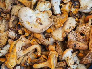 edible mushrooms harvested from natural forests