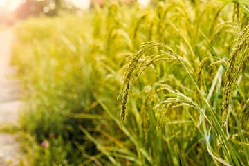 Rice field, Background of ripening ears of meadow wheat field in Thailand