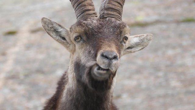 Iberian Ibex, Spain